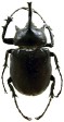 Megasoma pachecoi.jpg